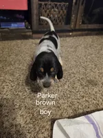 Parker, a male Bluetick Coonhound for sale in Lovington, NM – 5 of 5