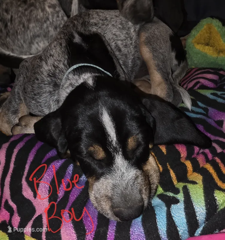 Rosco – Bluetick Coonhound puppy for sale in Lovington, NM