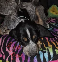Rosco, a male Bluetick Coonhound for sale in Lovington, NM – 1 of 8