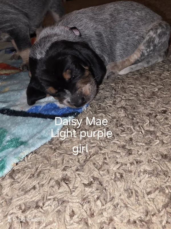 Daisy May – Bluetick Coonhound puppy for sale in Lovington, NM