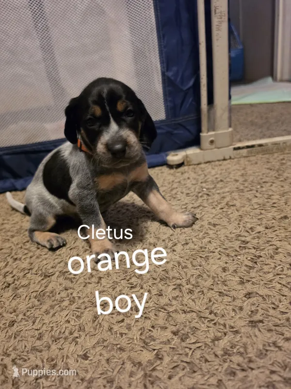 Cletus – Bluetick Coonhound puppy for sale in Lovington, NM