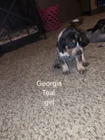 Georgia, a female Bluetick Coonhound for sale in Lovington, NM – 2 of 2
