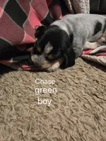 Chase, a male Bluetick Coonhound for sale in Lovington, NM – 2 of 2