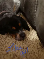 Daisy May, a female Bluetick Coonhound for sale in Lovington, NM – 2 of 2