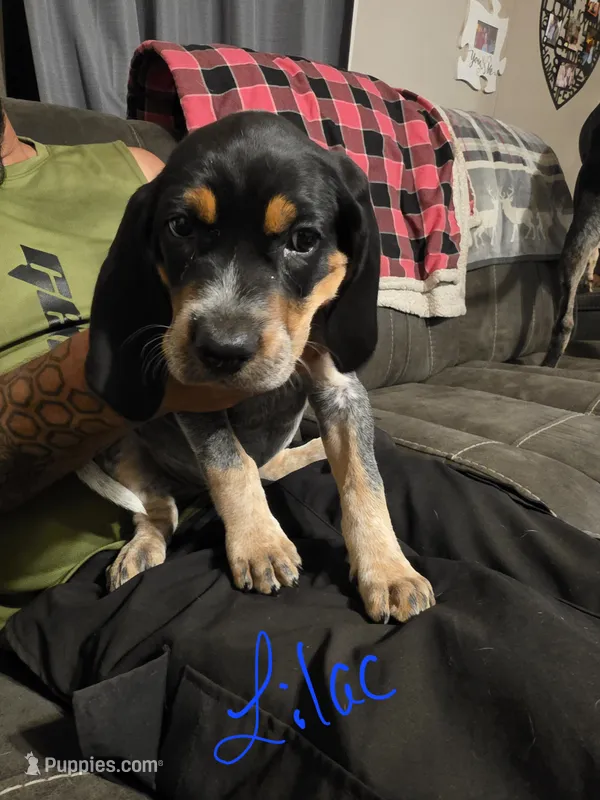 Sadie  – Bluetick Coonhound puppy for sale in Lovington, NM