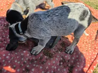 Rosco, a male Bluetick Coonhound for sale in Lovington, NM – 7 of 8