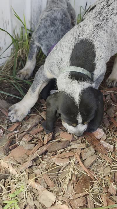 Rosco, a male Bluetick Coonhound for sale in Lovington, NM – 8 of 8