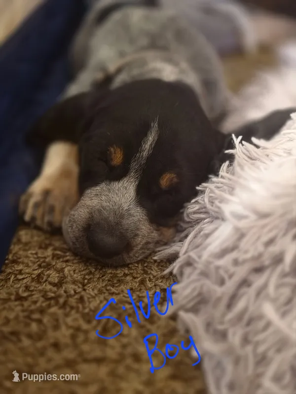 Hunter – Bluetick Coonhound puppy for sale in Lovington, NM