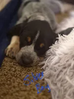 Hunter, a male Bluetick Coonhound for sale in Lovington, NM – 1 of 2