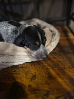 Rosco, a male Bluetick Coonhound for sale in Lovington, NM – 3 of 8