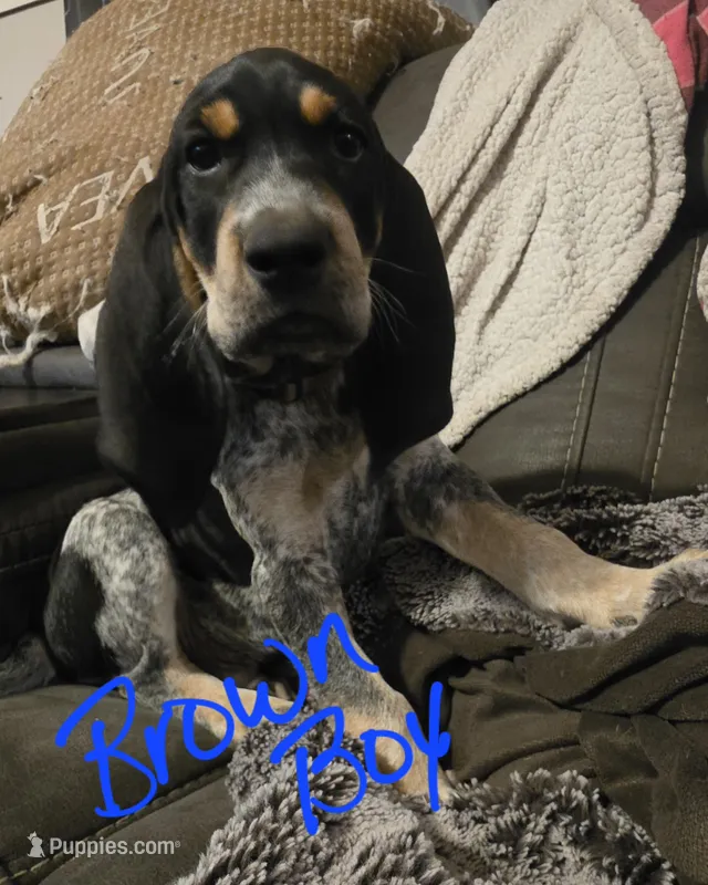 Parker – Bluetick Coonhound puppy for sale in Lovington, NM