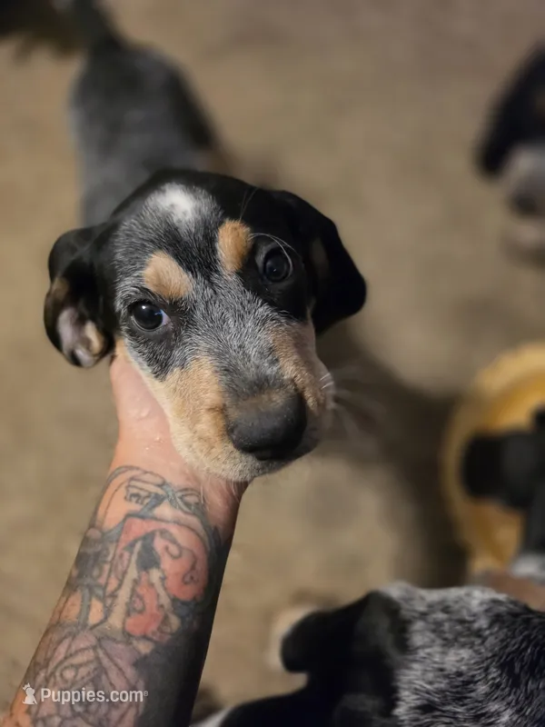 Jolene  – Bluetick Coonhound puppy for sale in Lovington, NM
