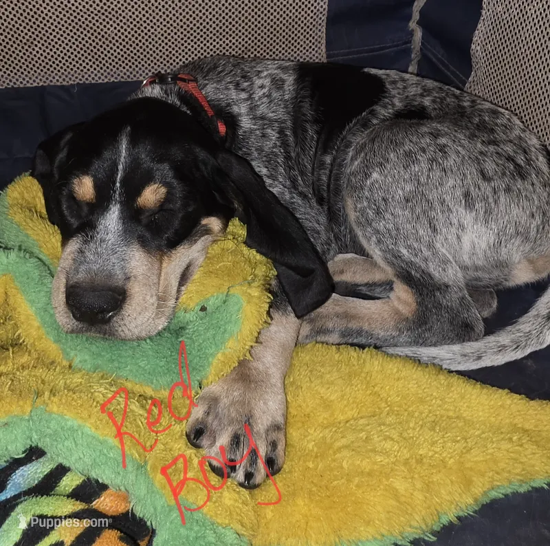 Johnny – Bluetick Coonhound puppy for sale in Lovington, NM