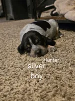 Hunter, a male Bluetick Coonhound for sale in Lovington, NM – 2 of 2