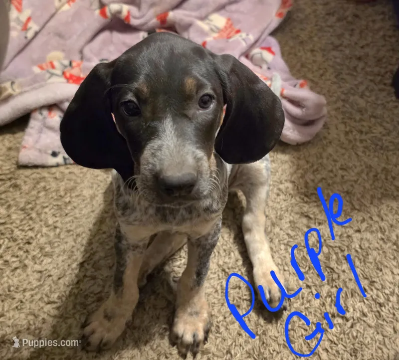 Lucille – Bluetick Coonhound puppy for sale in Lovington, NM