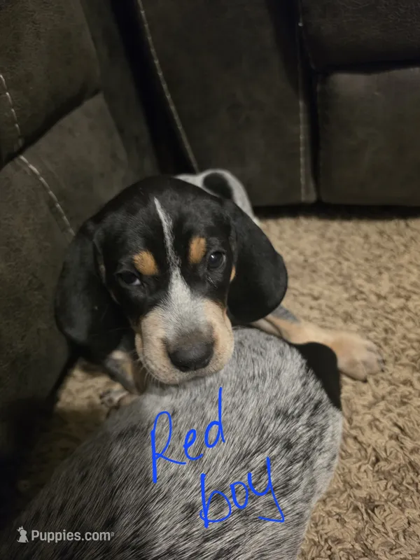 Johnny – Bluetick Coonhound puppy for sale in Lovington, NM
