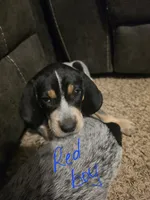 Johnny, a male Bluetick Coonhound for sale in Lovington, NM – 1 of 1
