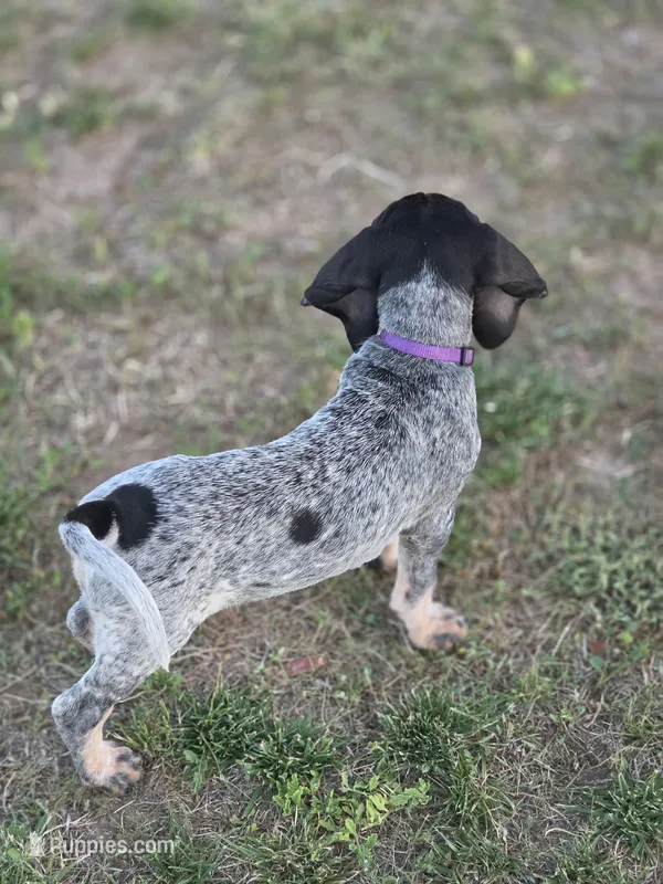 Lucille – Bluetick Coonhound puppy for sale in Lovington, NM