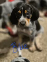 Rosco, a male Bluetick Coonhound for sale in Lovington, NM – 2 of 2