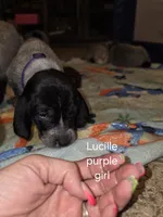 Lucille, a female Bluetick Coonhound for sale in Lovington, NM – 2 of 2