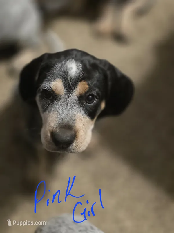 Jolene  – Bluetick Coonhound puppy for sale in Lovington, NM