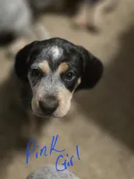 Jolene , a female Bluetick Coonhound for sale in Lovington, NM – 1 of 2