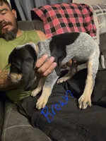 Parker, a male Bluetick Coonhound for sale in Lovington, NM – 4 of 5
