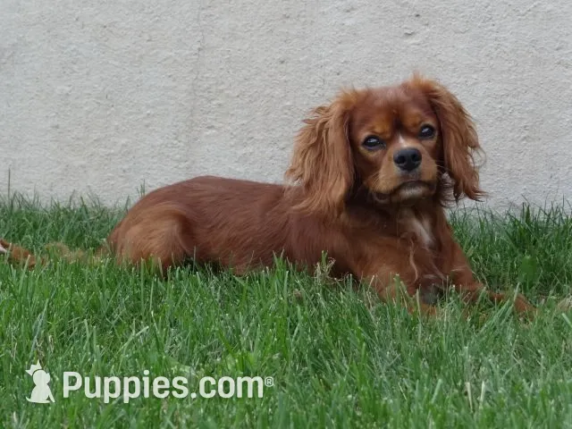 Rose, a female Cavalier King Charles Spaniel for sale in Dornsife, PA – 9 of 10