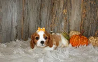 Regina, a female Cavalier King Charles Spaniel for sale in Dornsife, PA – 4 of 7
