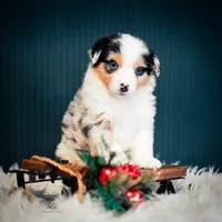 Blake, a male Miniature American Shepherd for sale in Dornsife, PA – Photo 2 of 10