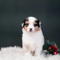 Blake, a male Miniature American Shepherd for sale in Dornsife, PA – Photo 7 of 10