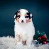 Blake, a male Miniature American Shepherd for sale in Dornsife, PA – Photo 6 of 10