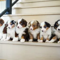 Blake, a male Miniature American Shepherd for sale in Dornsife, PA – Photo 8 of 10