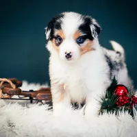 Blake, a male Miniature American Shepherd for sale in Dornsife, PA – Photo 3 of 10