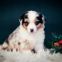 Blake, a male Miniature American Shepherd for sale in Dornsife, PA – Photo 4 of 10