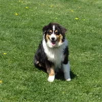 Blake, a male Miniature American Shepherd for sale in Dornsife, PA – Photo 10 of 10