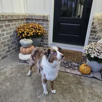 Blake, a male Miniature American Shepherd for sale in Dornsife, PA – Photo 9 of 10