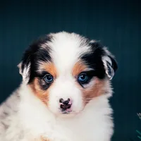 Blake, a male Miniature American Shepherd for sale in Dornsife, PA – Photo 1 of 10