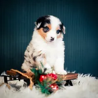 Blake, a male Miniature American Shepherd for sale in Dornsife, PA – Photo 5 of 10