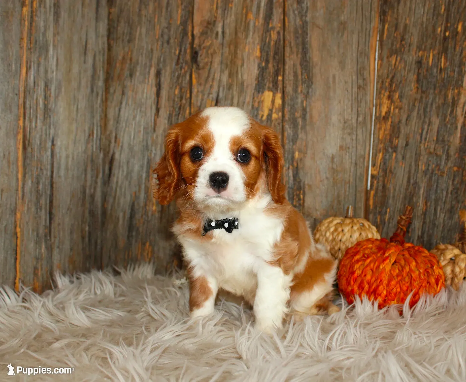 Ryan, a male Cavalier King Charles Spaniel for sale in Dornsife, PA – 1 of 10