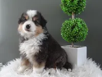 Javan, a male Miniature American Shepherd for sale in Dornsife, PA – 6 of 6