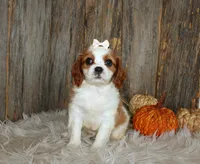 Rose, a female Cavalier King Charles Spaniel for sale in Dornsife, PA – 4 of 10