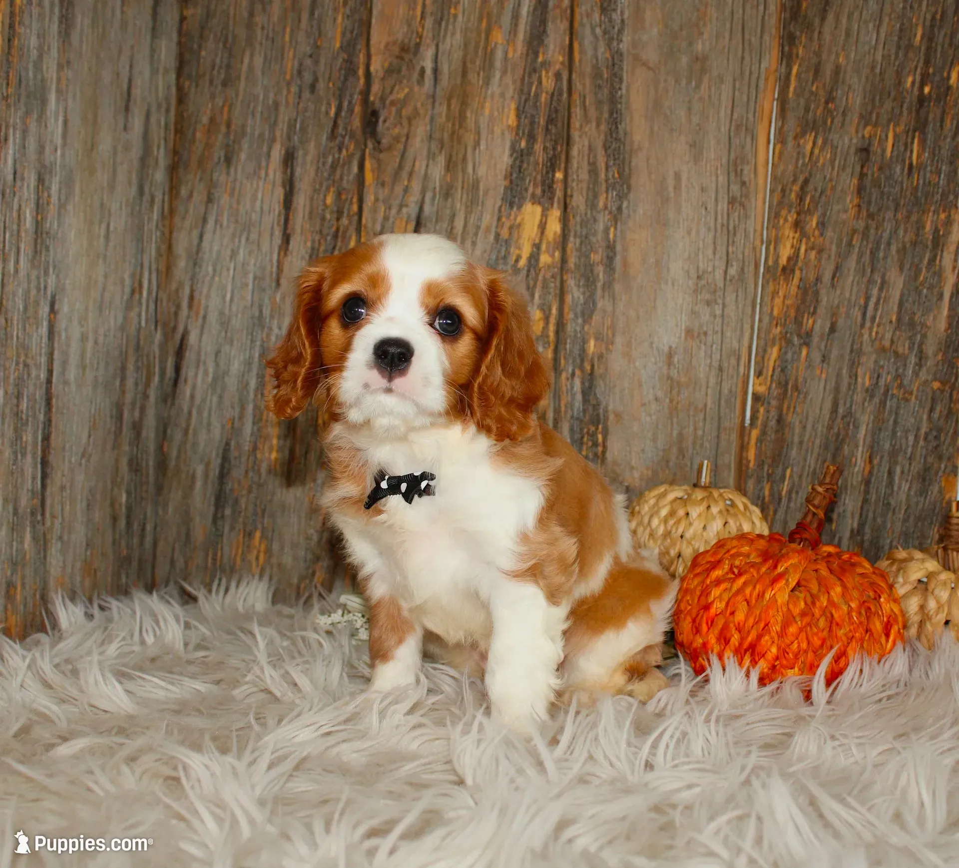 Ryan, a male Cavalier King Charles Spaniel for sale in Dornsife, PA – 3 of 10