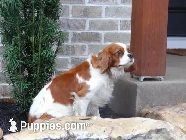 Regina, a female Cavalier King Charles Spaniel for sale in Dornsife, PA – 6 of 7