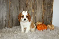 Rose, a female Cavalier King Charles Spaniel for sale in Dornsife, PA – 8 of 10