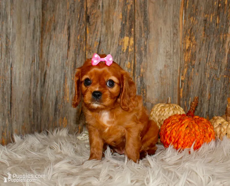 Ruby – Cavalier King Charles Spaniel puppy for sale in Dornsife, PA