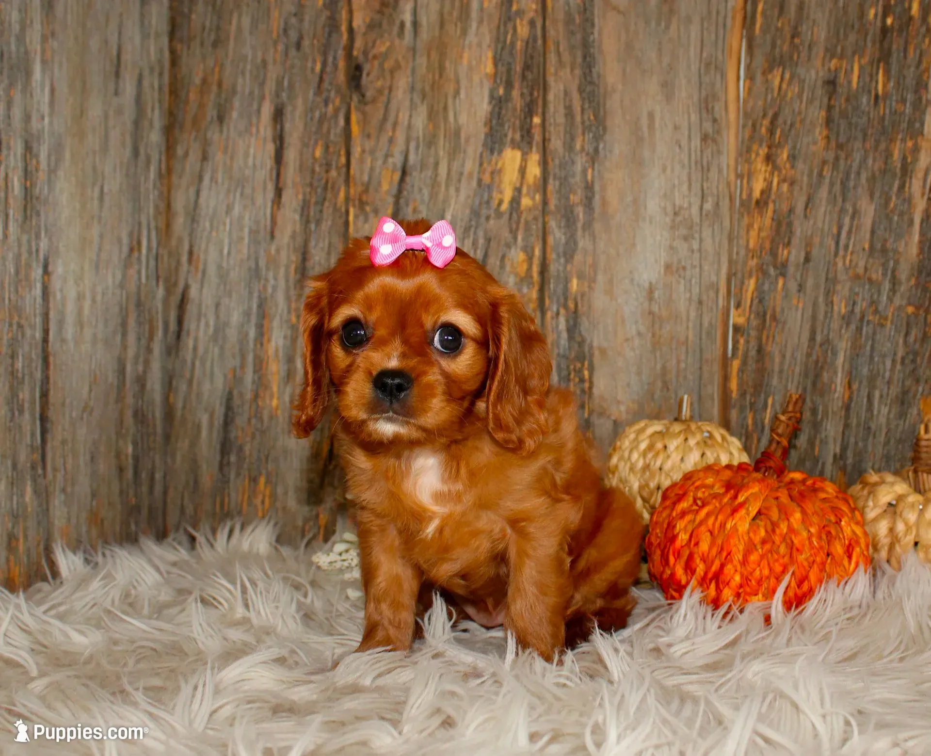 Ruby, a female Cavalier King Charles Spaniel for sale in Dornsife, PA – 1 of 10