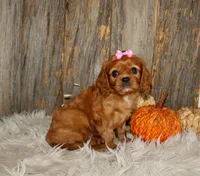 Ruby, a female Cavalier King Charles Spaniel for sale in Dornsife, PA – 2 of 10