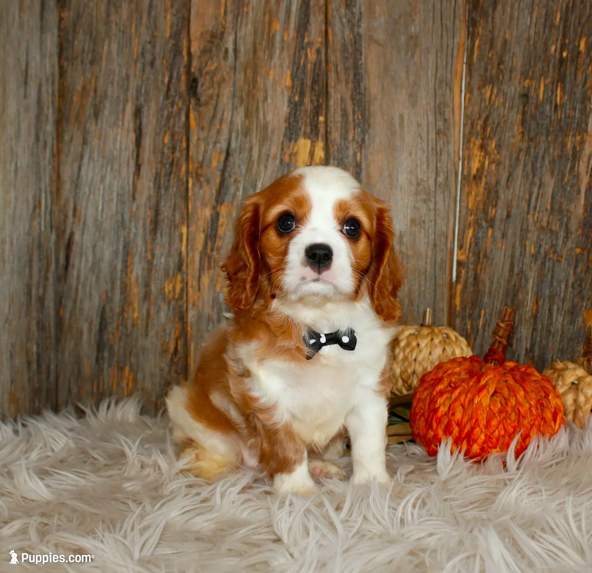 Ryan, a male Cavalier King Charles Spaniel for sale in Dornsife, PA – 2 of 10