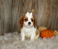 Rose, a female Cavalier King Charles Spaniel for sale in Dornsife, PA – 3 of 10